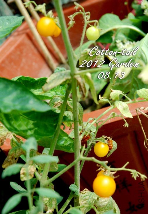 �ơ�ɫʥŮ��