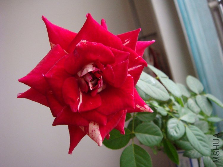 DSC00954.JPG