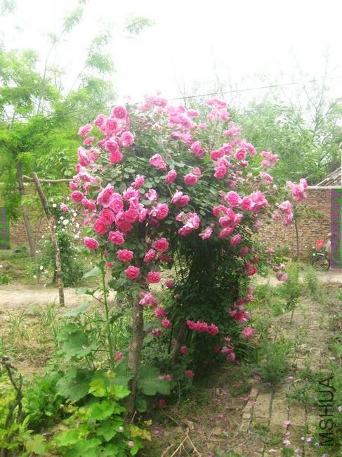 nEO_IMG_��Ƭ 088.jpg