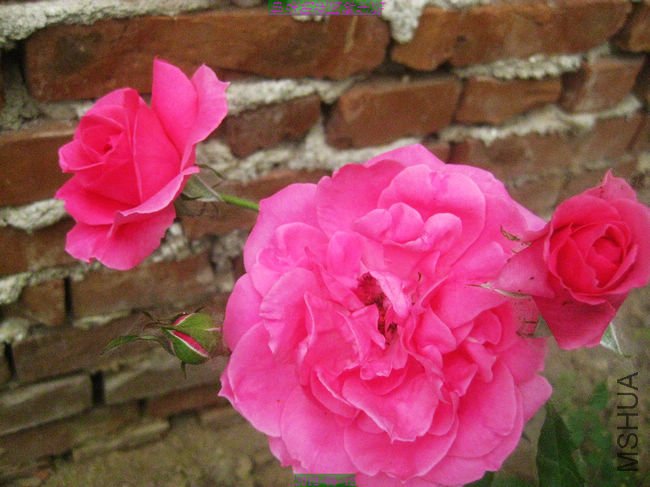 nEO_IMG_��Ƭ 089.jpg