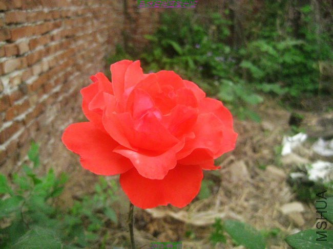 nEO_IMG_��Ƭ 090.jpg