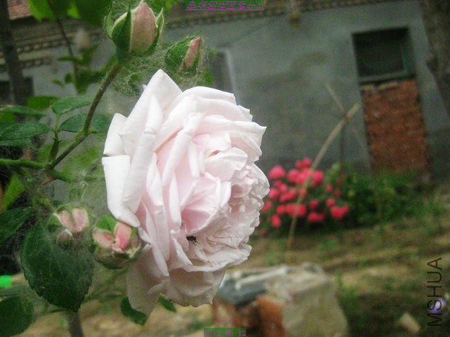 nEO_IMG_��Ƭ 096.jpg