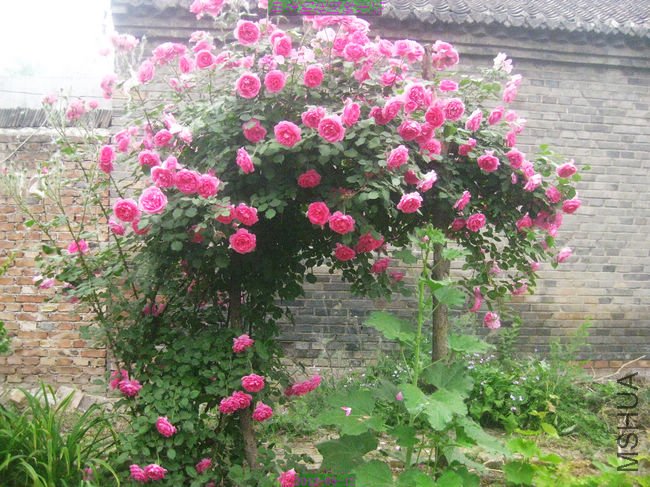 nEO_IMG_��Ƭ 097.jpg