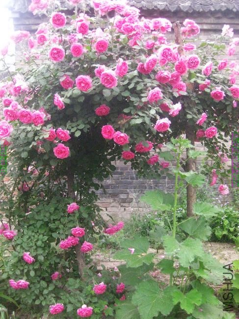 nEO_IMG_��Ƭ 099.jpg