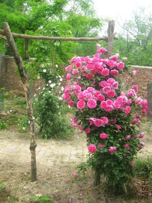 nEO_IMG_��Ƭ 100.jpg