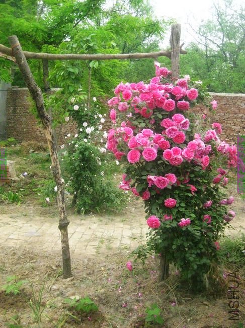 nEO_IMG_��Ƭ 101.jpg