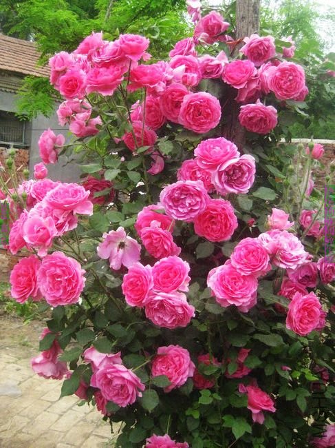 nEO_IMG_��Ƭ 102.jpg