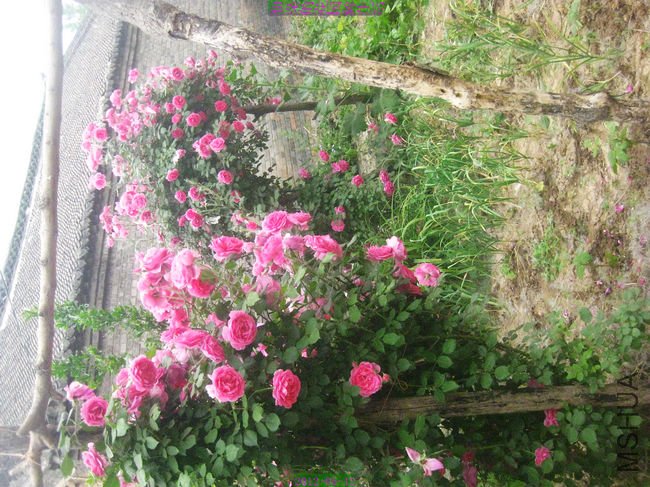 nEO_IMG_��Ƭ 105.jpg