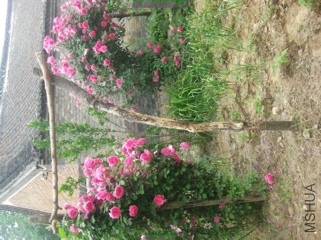 nEO_IMG_��Ƭ 106.jpg