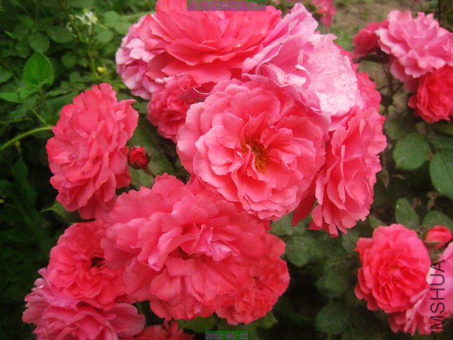 nEO_IMG_��Ƭ 110.jpg