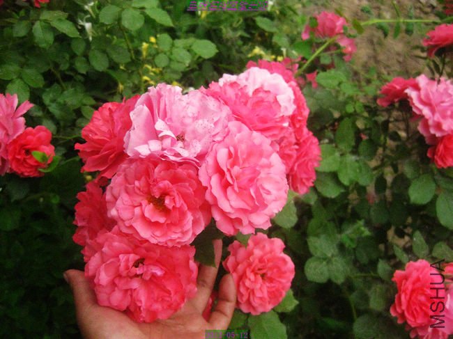 nEO_IMG_��Ƭ 111.jpg