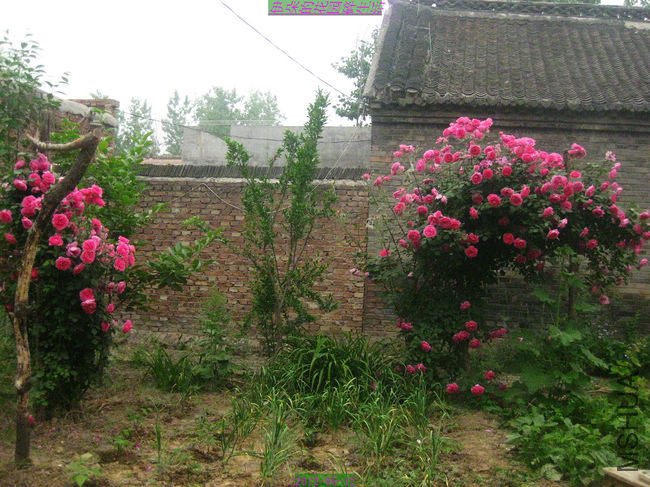 nEO_IMG_��Ƭ 114.jpg