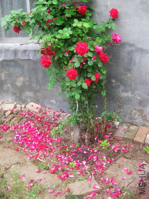 nEO_IMG_��Ƭ 215.jpg