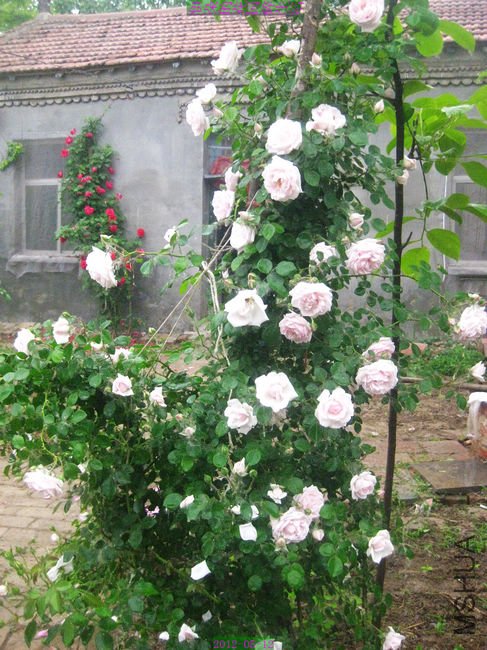 nEO_IMG_��Ƭ 219.jpg