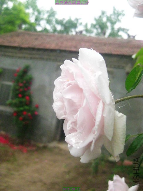 nEO_IMG_��Ƭ 223.jpg