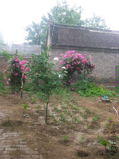 nEO_IMG_��Ƭ 205.jpg