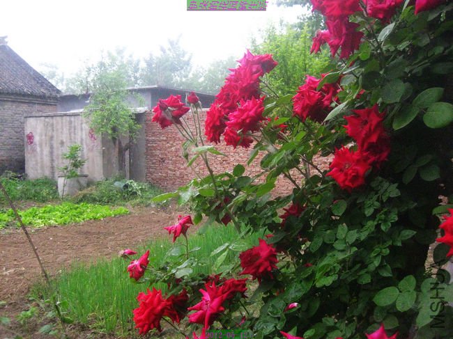 nEO_IMG_��Ƭ 206.jpg