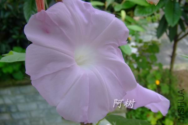 ƽ��֮�� 2012-0713(046).jpg