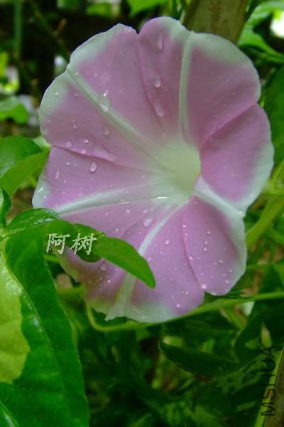 ��ʿ֮�� 2012-0720(007).jpg