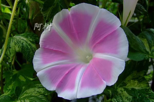 ��ʿ֮�� 2012-0714(008).jpg