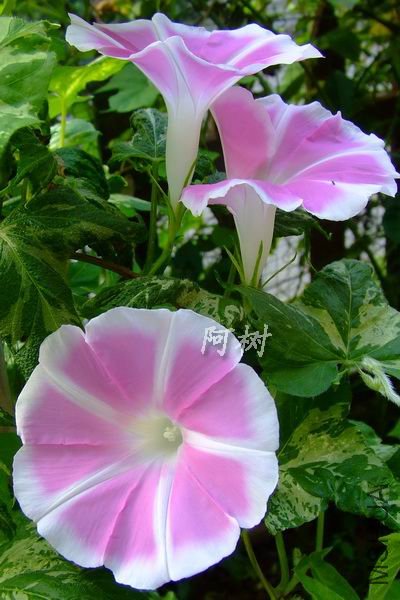 ��ʿ֮�� 2012-0714(009).jpg