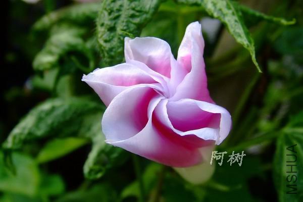 ��ʿ֮�� 2012-0714(010).jpg