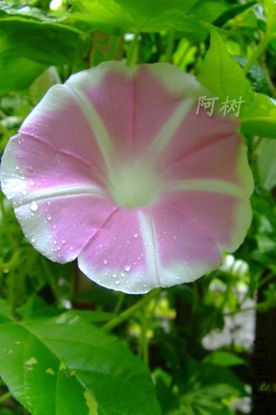 ��ʿ֮�� 2012-0720(006).jpg