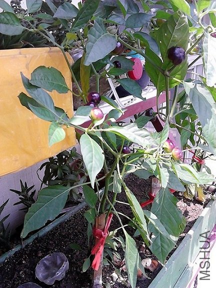 IMG_20120727_124807=.jpg