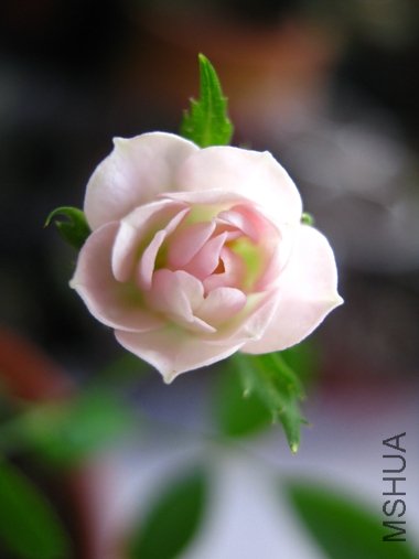 IMG_6127.jpg