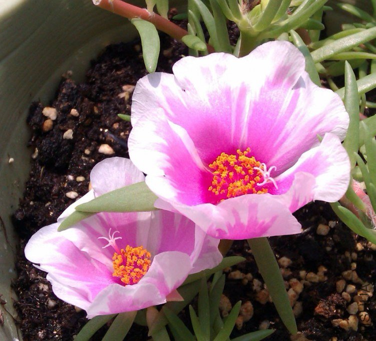 IMAG0187.jpg