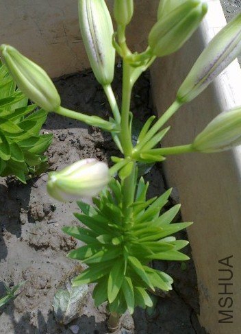 ����ֻ����ô�ߣ����Ļ�������ѽ��Ҷ�����棿