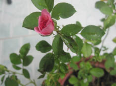 ��Ƭ 005.jpg