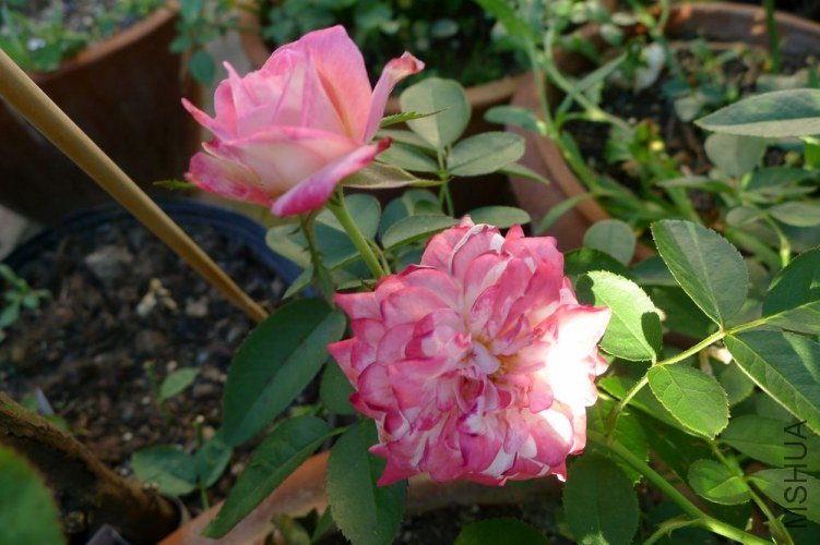 P1060435.JPG