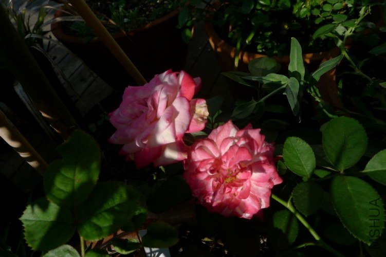 P1060474.JPG
