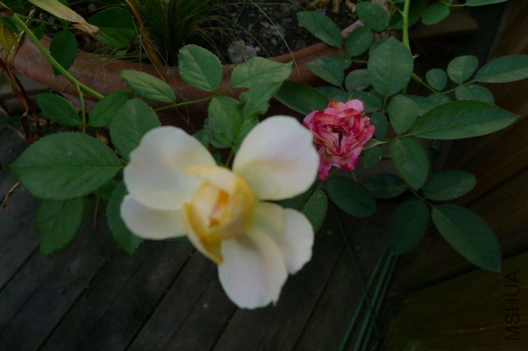 P1060475.JPG