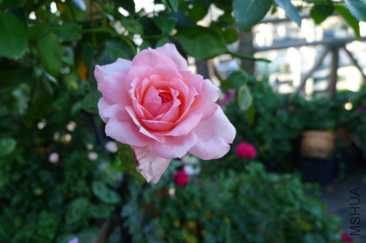 P1060447.JPG