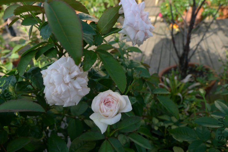 P1060476.JPG