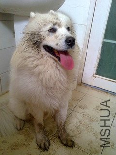 �Ȼ���� ��ץ����