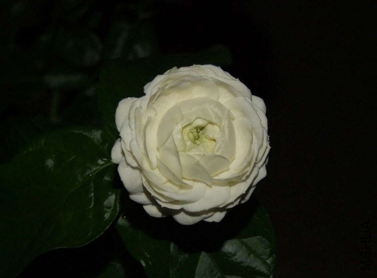 DSCF1683.jpg