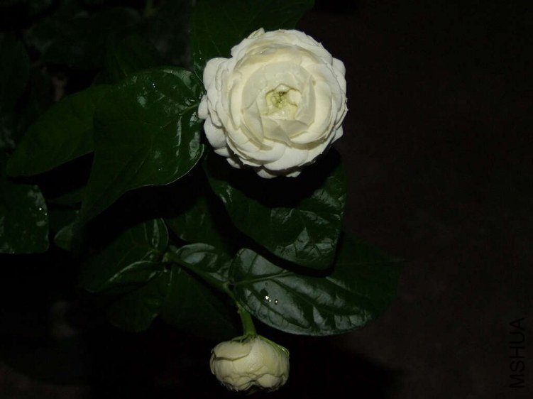 DSCF1689.jpg