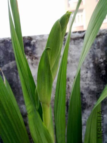 ������С 201208143156.jpg