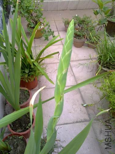 ������С ��ת 201208143155.jpg