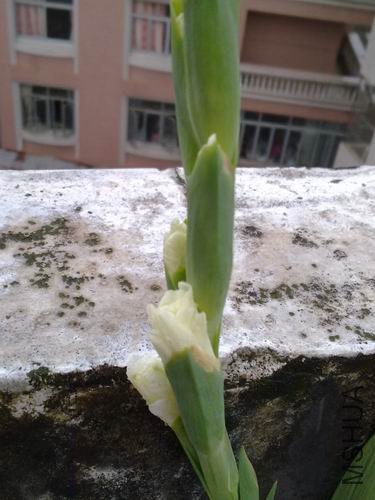 ������С ��ת 201208173171.jpg