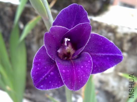 ������С 201208173170.jpg