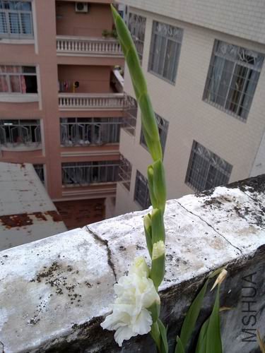 ������С 201208183187.jpg