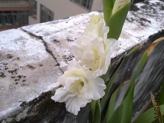 ������С 201208183186.jpg