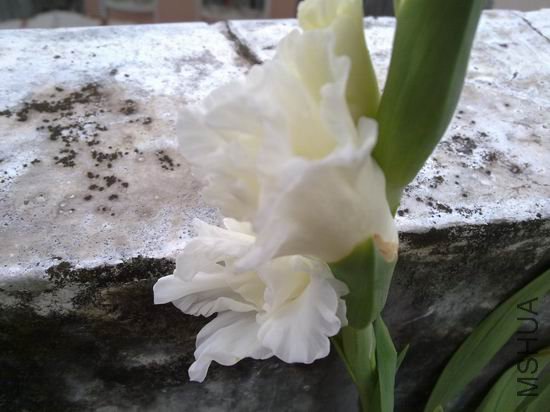 ������С 201208183185.jpg