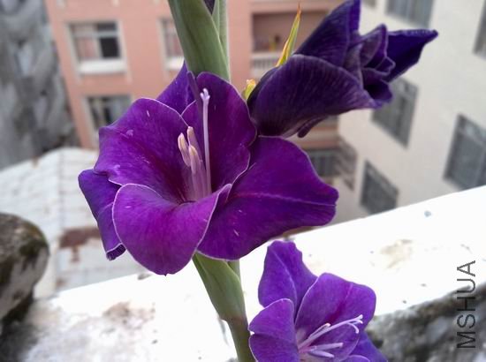 ������С ��ת 201208183181.jpg