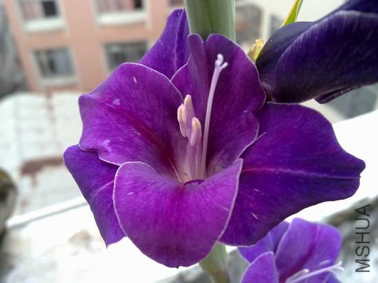 ������С 201208183182.jpg