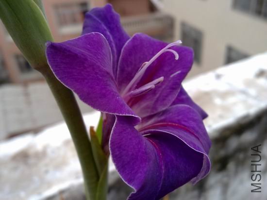 ������С 201208183184.jpg